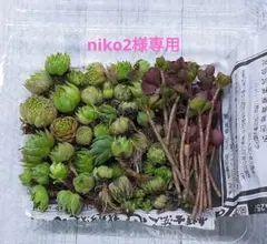 多肉植物　カット苗　センペルビウム　セダムなど　詰め合わせ
