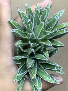 2025年最新】児玉姫笹の雪の人気アイテム - メルカリ