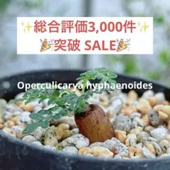 【速達ご対応です！】blueblue様 リクエスト 3点 まとめ商品