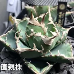 2026年最新】WTC アガベの人気アイテム - メルカリ