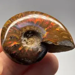 A18 アンモナイト 化石 遊色効果あり マダガスカル産 虹色オパール化 遊色のサムネイル