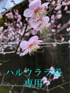 ハルウララ様専用