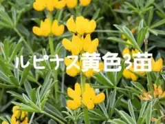 yuki様 リクエスト 2点 まとめ商品