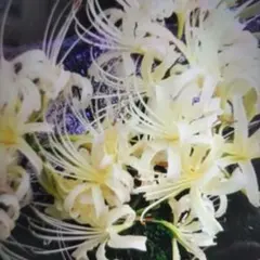 彼岸花クリーム色球根29個のサムネイル