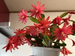 イースターカクタス　赤花苗のサムネイル