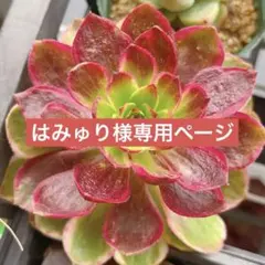 はみゅり様専用ページ確認用