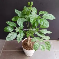 フィカス ウンベラータ 8号 142cm S-shaped tree form - メルカリ