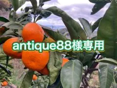 antique88様専用！