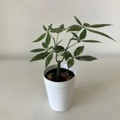 斑入りパキラ ミルキーウェイ 5号鉢 観葉植物 インテリアグリーン