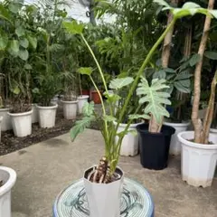 2026年最新】クッカバラ根上がりの人気アイテム - メルカリ