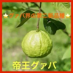 2025年最新】グァバ 苗木の人気アイテム - メルカリ