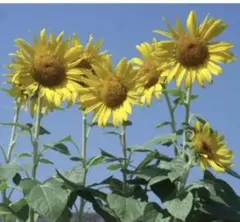 明るいイエローが爽やか！ひまわり「太陽」7粒と2種類の植物の種のおまけ付き！