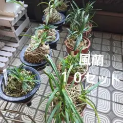 風蘭10セット鉢付 土台付 徳島から - メルカリ