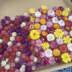 ヘリクリサム 貝細工 花材詰め合わせ 花材セット オレンジ系 ドライ