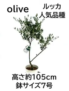 オリーブの木　ルッカ　7号　約105cm　NO.1045　人気品種　現品掲載 オリーブの木 ルッカ 7号 約105cm NO.1045 人気品種 現品掲載 - メルカリ