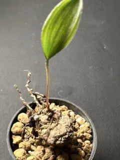 特選 珍奇植物 霧氷玉 エリオスペルマム　実生株のサムネイル