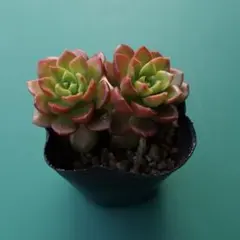 大寺純子様 リクエスト 2点 まとめ商品