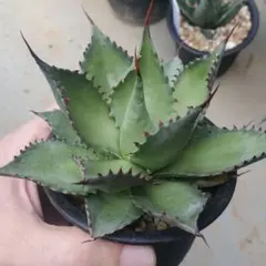 H*o様 【Lj_plants】Z297多肉植物 アガベ Red Skyline - メルカリ