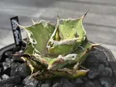 だだ様 リクエスト 2点 まとめ商品