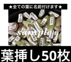 ★全て名前付き 多肉植物 葉挿し 25種類以上 50枚セットのサムネイル