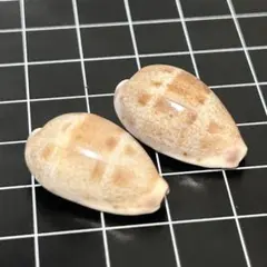 宝貝科 タカラガイ科 貝殻標本 小さな貝殻 ヤドカリのお宿 置物