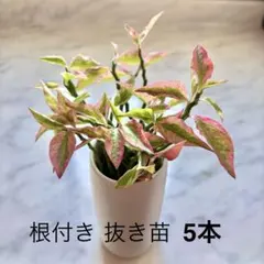 育てやすい 根付き抜き苗 ペディランサス 大銀龍 ダイギンリュウ 大銀竜 5本のサムネイル