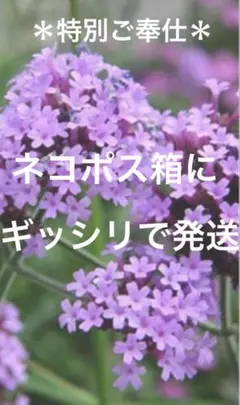 ＊特別ご奉仕＊　バーベナ　ボナリエンシス　元気な抜き苗ネコポス箱にギッシリで発送のサムネイル