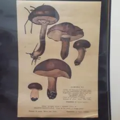 ビンテージデザイン　マッシュルームポスター　きのこポスター　mushroom