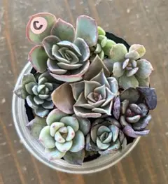 ミックスベリア　おらいさん苗　７品種　カット苗セット 多肉植物