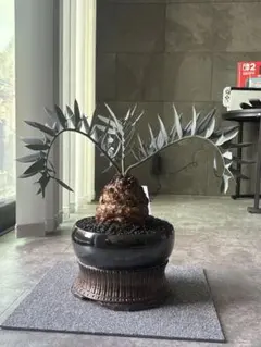 2026年最新】エンセファラルトスの人気アイテム - メルカリ