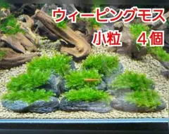 ADA ウィーピングモス　黒溶岩石(小粒)　 アクアリウム　苔　水草のサムネイル