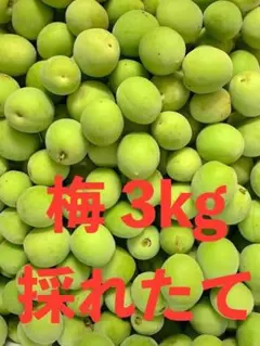 梅 青梅 梅干し 梅酒 梅ジュース 採れたて　3kgのサムネイル