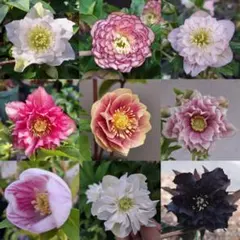 まつりか様専用　クリスマスローズ 2026年 発芽苗 おまかせセット