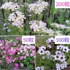 54✿コスモス花の種 ✿超ミニサイズ❤️ミニコスモス♡鉢植えに秋桜