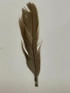 雀の羽 1枚