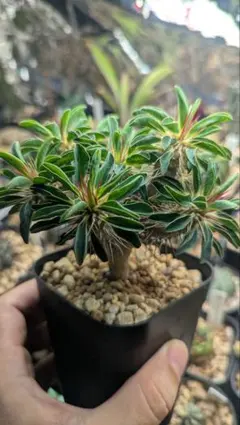 ユーフォルビアギラウミニアナ　実生3年目　植え替え済　第4種発送のサムネイル