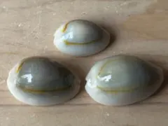 貝殻標本 タカラガイ2個セット 2.7cm - メルカリ