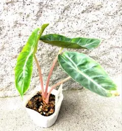 希少】アロカシア ピンクドラゴン ☆綺麗なピンク茎☆ 観葉植物 鉢ごと