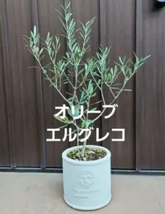 オリーブの木 イタリア製 テラコッタ鉢植え エルグレコ H115 - メルカリ