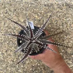 Dyckia Double Dragon - メルカリ