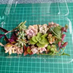 多肉植物　　　寄せ植えセット
