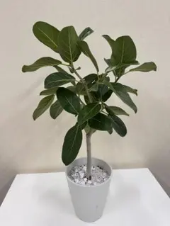 B級品/大型観葉植物】白い幹がおしゃれで魅力♪フィカス