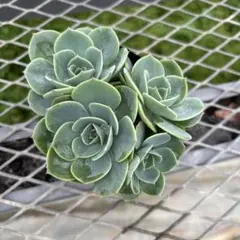 エケベリア 七福神 3株セット（子株付き） - メルカリ