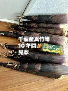 愛知産！朝掘り新鮮たけのこ( 真竹) 10kg ！収穫出来次第で即日発送
