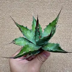 2026年最新】アガベ モンタナ ライムフラッシュの人気アイテム - メルカリ