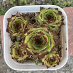 53#多肉植物アエオニウム錦❤️グリ一ンファイア一錦❤️碧火❤1頭9cm