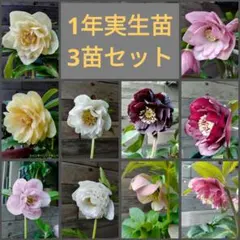 ④クリスマスローズ実生苗 ピーチプリマドレス多弁咲、dd 3種セットのサムネイル