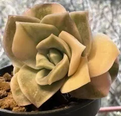 h*e様 1514新入荷　ラブリーローズ　エケベリア　多肉植物　撮影2月11日