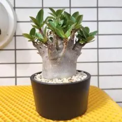 【激レア/ブラックスキン/ドワーフ 】アデニウム スーパーレッド A-5 鉢植え アデニウム アラビカム スーパー ドワーフ “ブラック” +