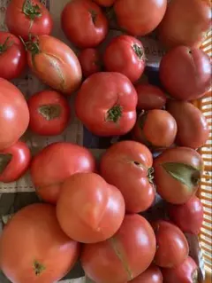 【規格外】新潟県産桃太郎トマト 約5kg 産地直送のサムネイル